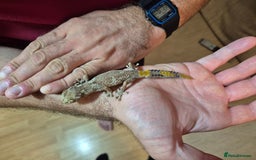 Gecko reptiles for sale: Pair of Northern Spiny tailed geckos and setup - Image 3
