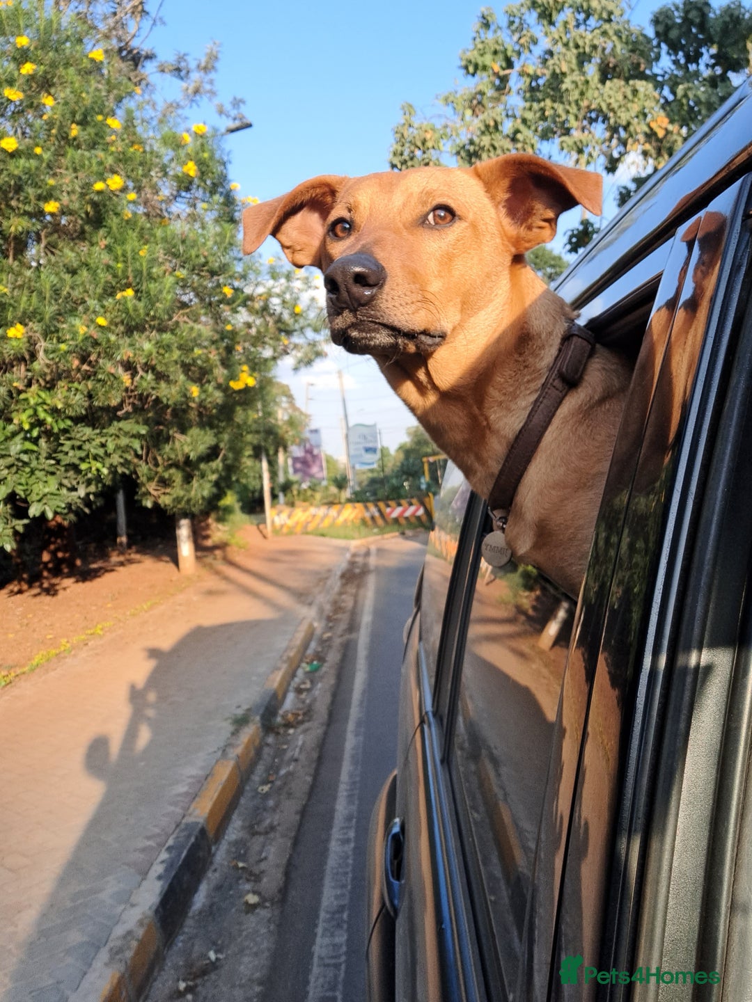 Mixed Breed dogs for adoption: Jimmy is looking for an amazing home - Image 18