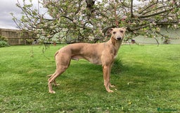 Whippet dogs for stud: PEDIGREE KC REGISTERED WHIPPET AT STUD in Salisbury - Image 3