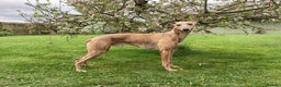 Whippet dogs for stud: PEDIGREE KC REGISTERED WHIPPET AT STUD in Salisbury - Advert 3