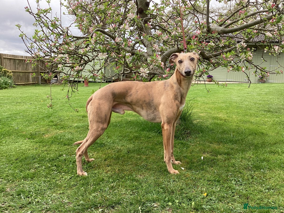 Whippet dogs for stud: PEDIGREE KC REGISTERED WHIPPET AT STUD in Salisbury - Image 3