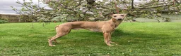 Whippet dogs for stud: PEDIGREE KC REGISTERED WHIPPET AT STUD in Salisbury - Advert 3