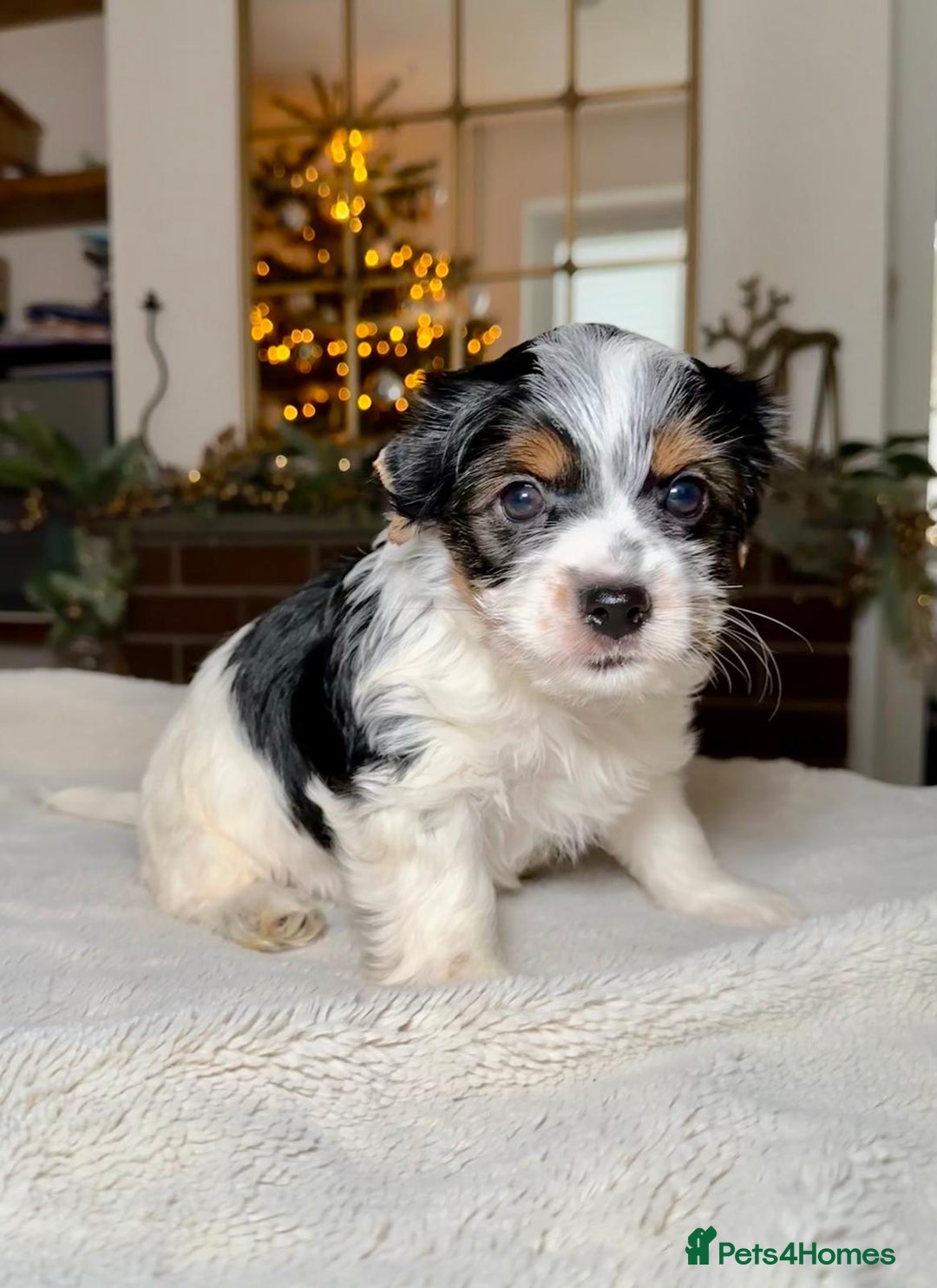 Yorkshire Terrier dogs for sale: Biewer Yorkie Boys | Pedigree | Licensed - Advert 3