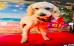 Cockapoo dogs for sale: Cockapoo Puppies 3 vaccines done - Image 14