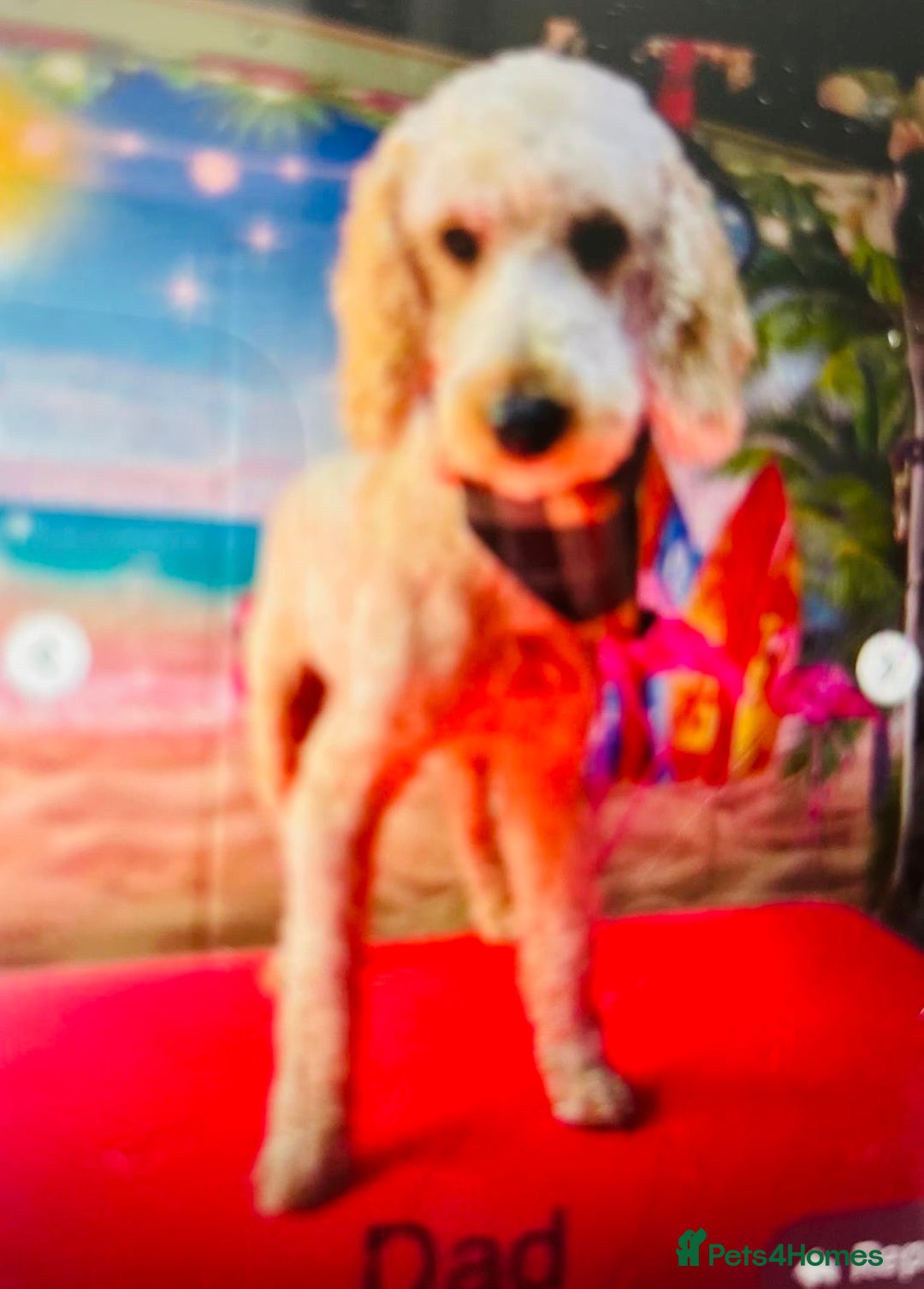 Cockapoo dogs for sale: Cockapoo Puppies 3 vaccines done - Image 14