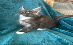 Maine Coon cats for sale: 4 LEFT! Tica registered non active mainecoons - Image 5