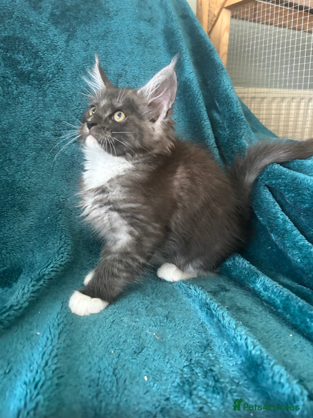 Maine Coon cats for sale: 4 LEFT! Tica registered non active mainecoons - Image 5