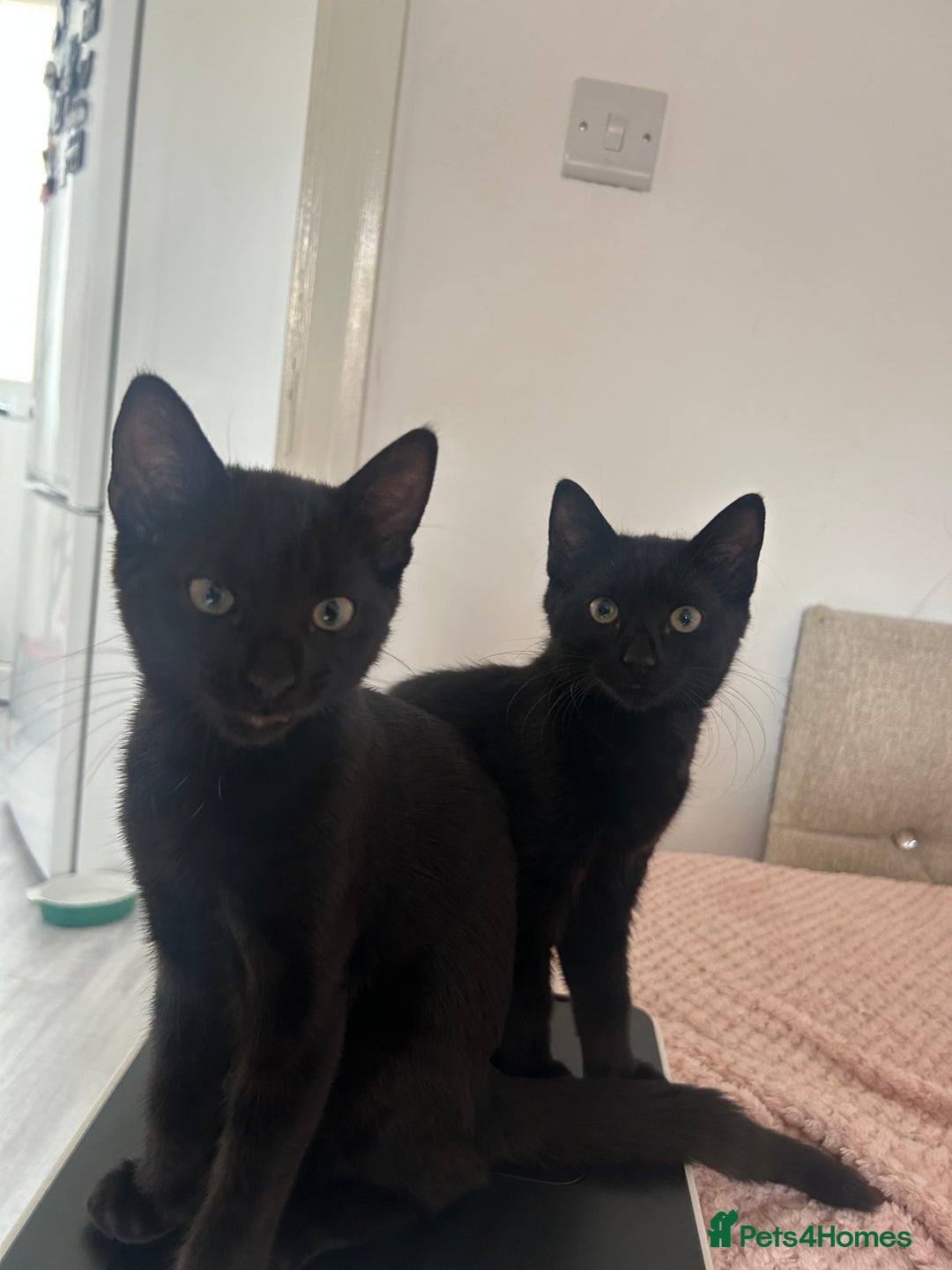Mixed Breed cats for sale: 5 beautiful kittens!!!  in Hounslow - Image 3