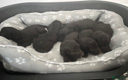 Bedlington Terrier dogs for sale: Bedlington terrier  - Image 1