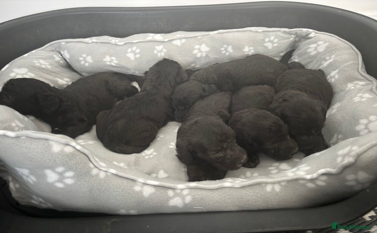 Bedlington Terrier dogs - Advert 1