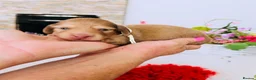 Miniature Dachshund dogs for sale: Chocolate, Cream &  Brindle - 5 star Breeder  - Advert 19