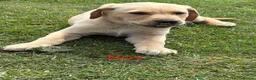 Labrador Retriever dogs for sale: Gorgeous Yellow KC Labs - Advert 11