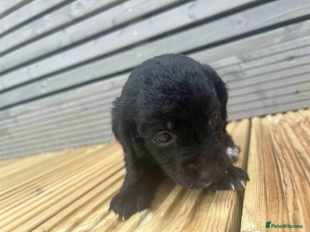 Mixed Breed dogs for sale: Stunning jackapoo x cocapoo puppies - Image 20