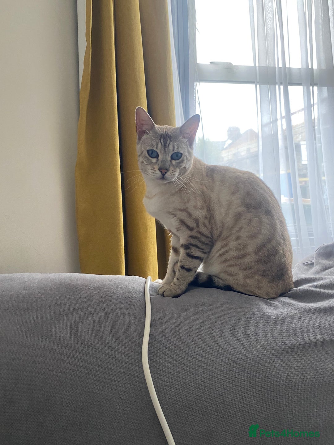 Bengal cats for sale: Not available Minx Bengal  - Image 1