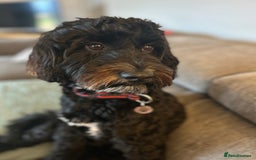 Cockapoo dogs for stud: F1 cockapoo available for stud  - Image 3