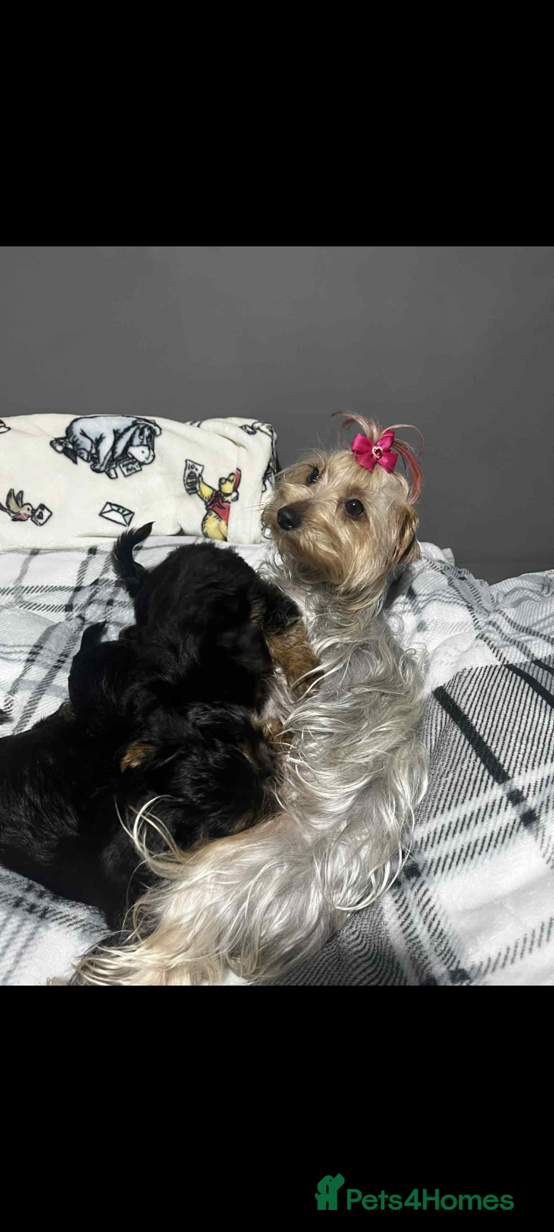 Yorkshire Terrier dogs for sale: Yorkshire terrier puppies  - Image 5