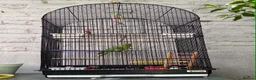 Ringnecks birds for sale: Indian Ringneck female parrot  in Portsmouth - Advert 2