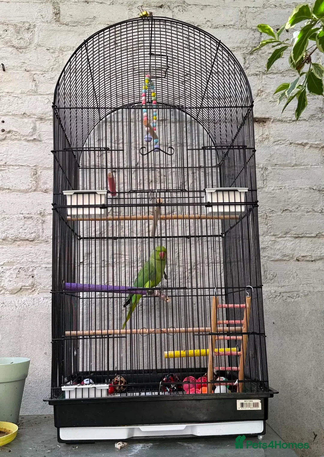Ringnecks birds for sale: Indian Ringneck female parrot  in Portsmouth - Advert 2