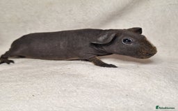 Guinea Pig rodents for sale: Skinny pig boys - Image 8