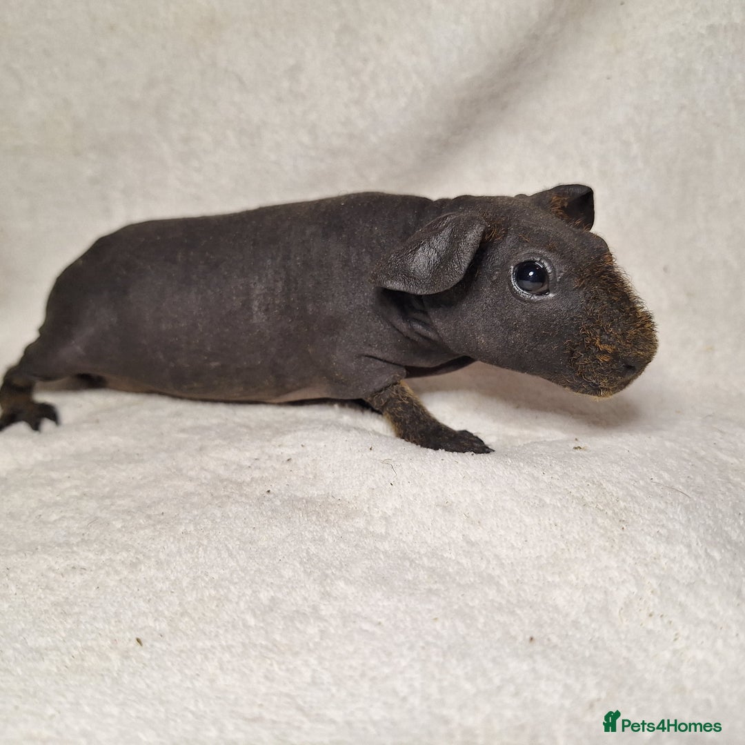 Guinea Pig rodents for sale: Skinny pig boys - Image 8