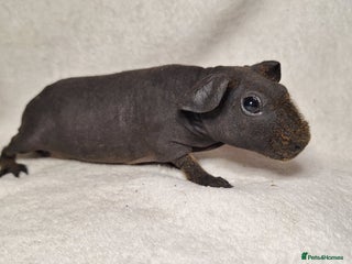 Guinea Pig rodents - Advert 30