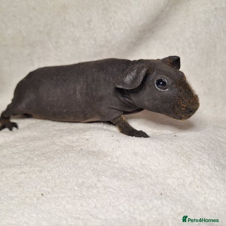 Guinea Pig rodents - Advert 2