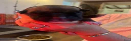 Boxer dogs for sale: Beautiful dark brindle boxer pups  - Advert 6