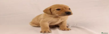 Organge boy