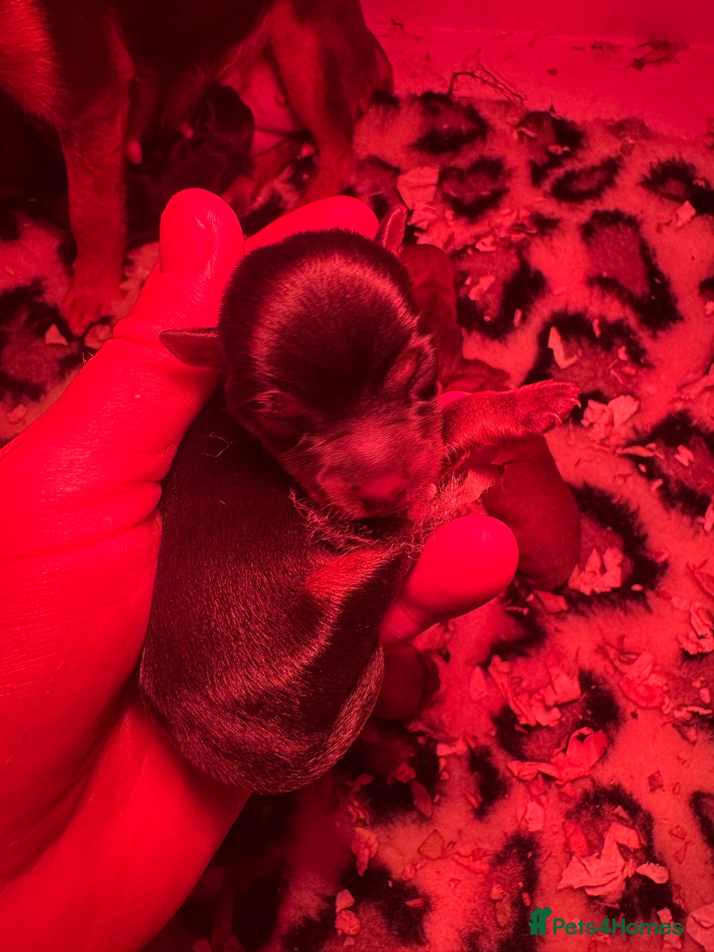 Mixed Breed dogs Olistars norjacks puppies  - Advert 2