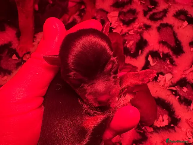 Norfolk Terrier dogs for sale: Olistars norjacks puppies - Advert 2
