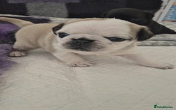 Pug dogs for sale: 2 pug puppies for sale - Image 5