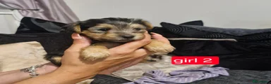 Yorkshire Terrier 2