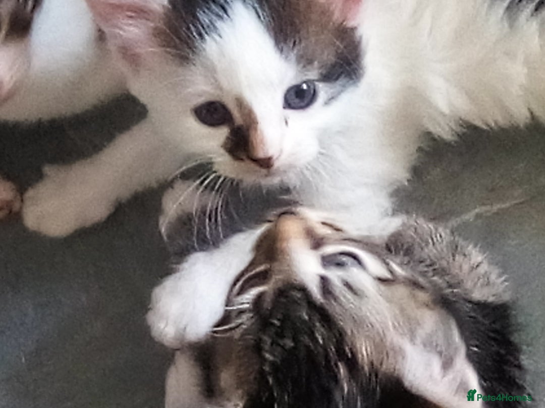 Mixed Breed cats for sale: Pretty kittens - Image 1