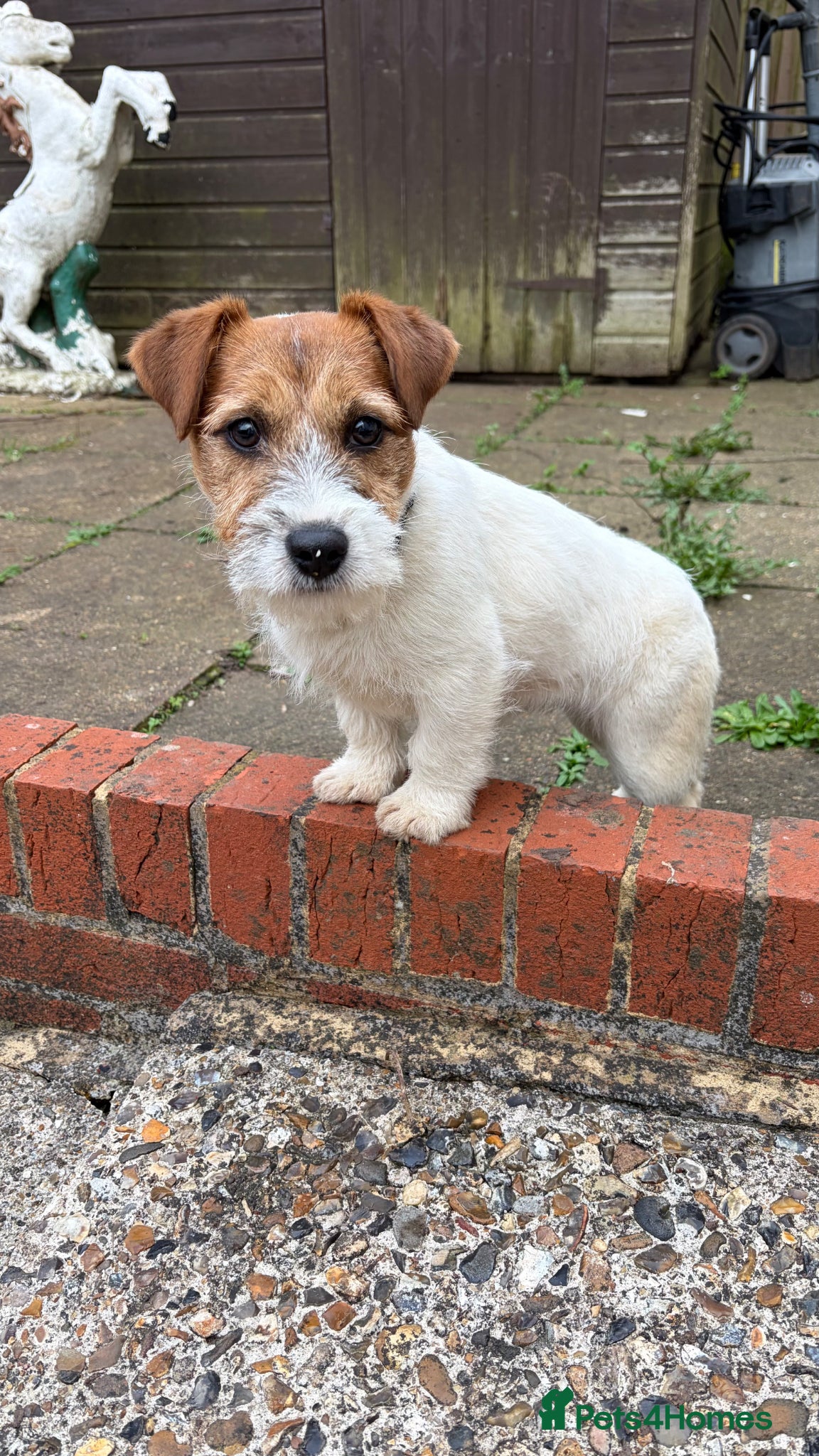 Jack Russell dogs Jack Russell girl 7 months old  - Advert 3