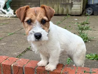 Jack Russell dogs Jack Russell girl 7 months old - Advert 3