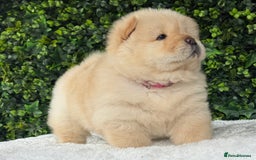 Chow Chow dogs for sale: 🧸🧸Beautiful litter of chow chow puppies🧸🧸 - Image 11