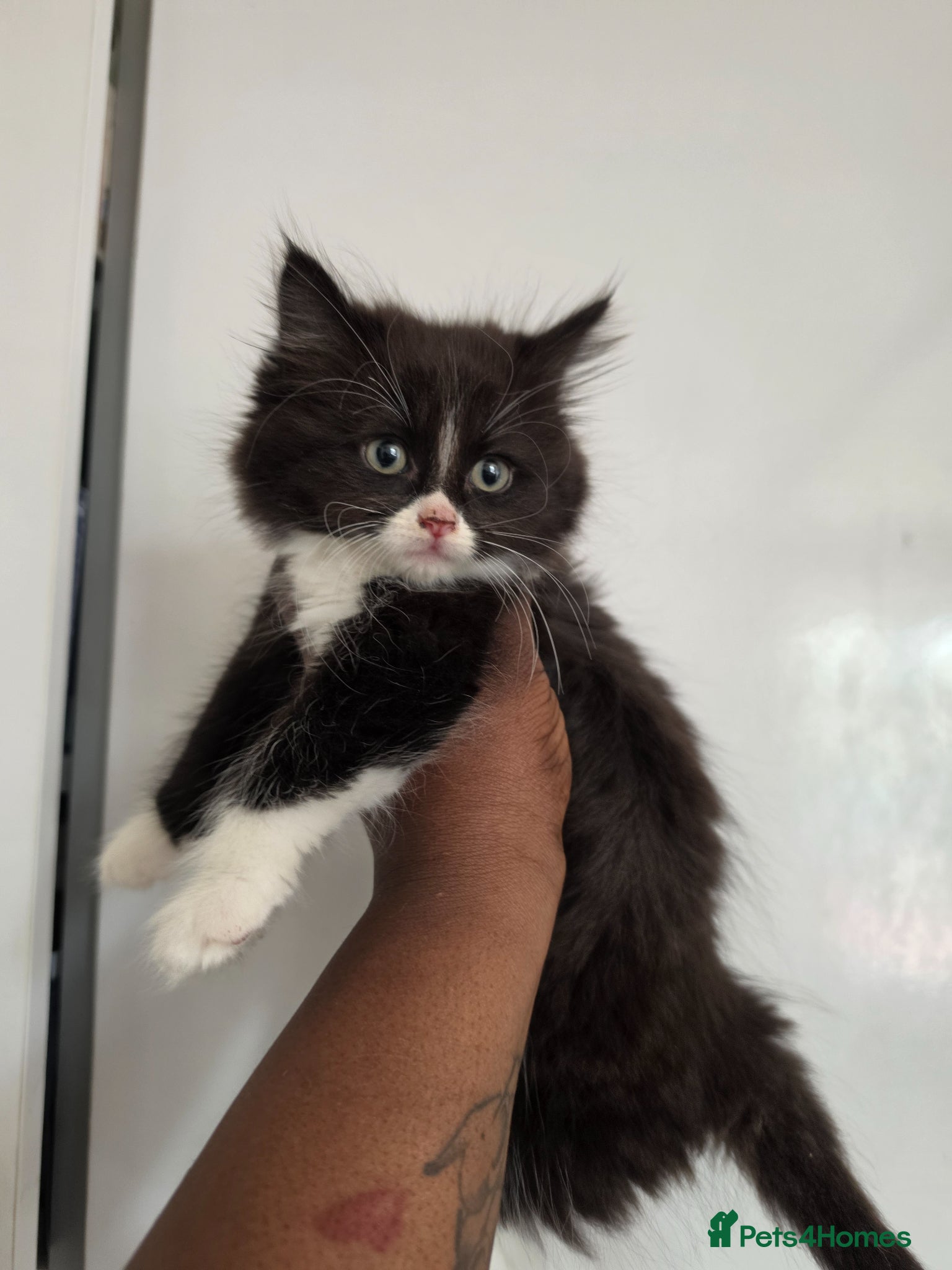 Mixed Breed cats Ragdoll x blue russian kittens - Advert 2