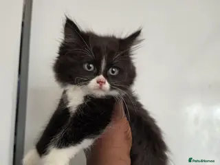Mixed Breed cats Ragdoll x blue russian kittens - Advert 2