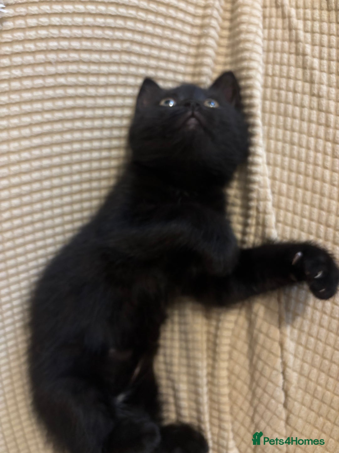 Mixed Breed cats for sale: Ragdoll/domestic shorthair  - Image 23