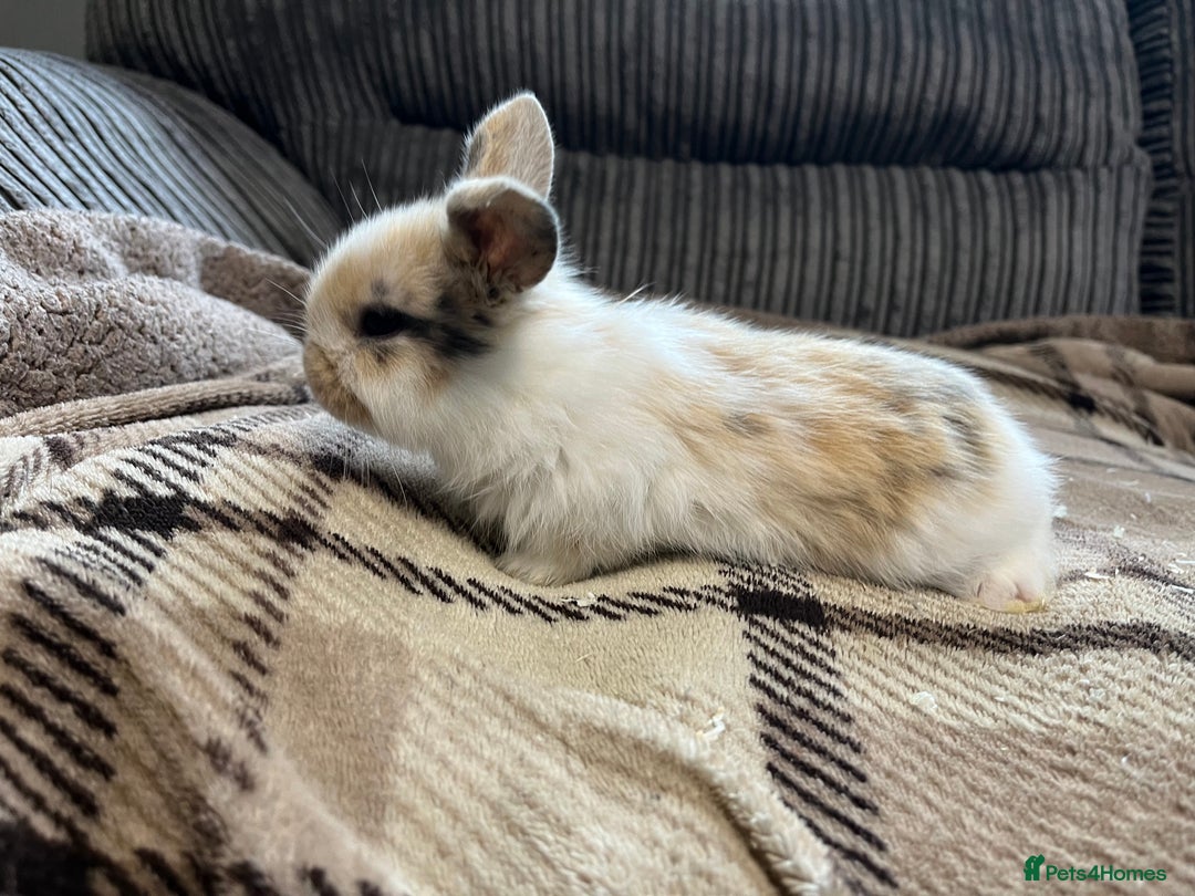 Mini Lop rabbits for sale: Pure breed mini lop bunnies - Image 9