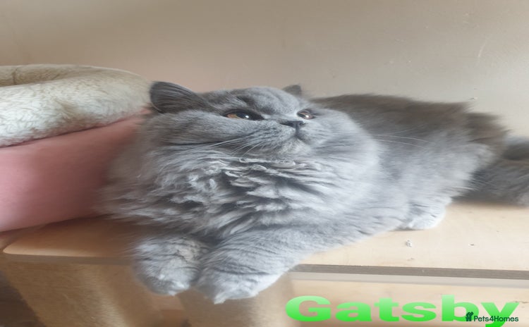 British Longhair cats - Advert 1