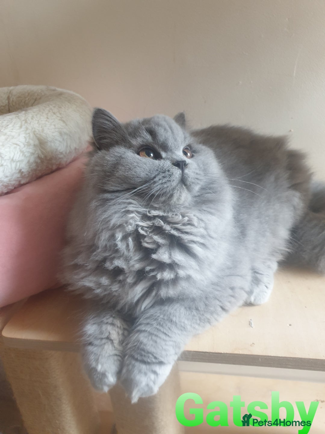 British Longhair cats for sale: Impressive Pedigree BLH Boys - Advert 1