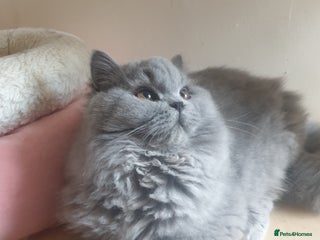 British Longhair cats - Advert 5