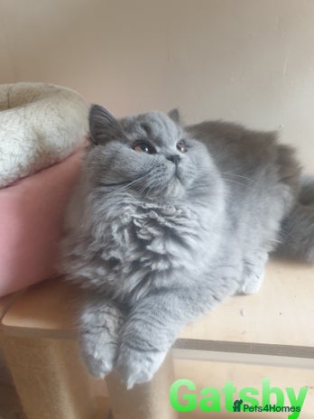 British Longhair cats - Advert 1