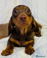 Miniature Dachshund dogs - Advert 3