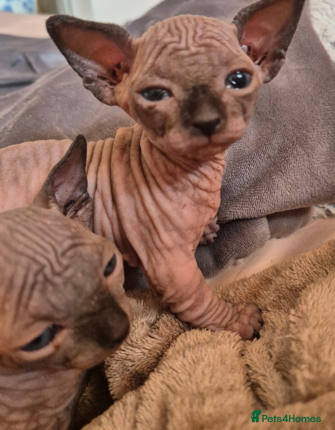 Sphynx cats for sale: Blue eyes short legged babies ! Seal mink - Image 3