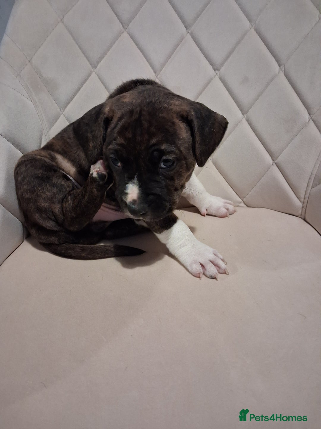 Mixed Breed dogs for sale: American bully Staffordshire bull terrier Puppies  - Advert 12