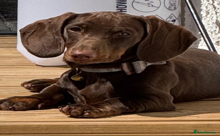 Miniature Dachshund dogs - Advert 10