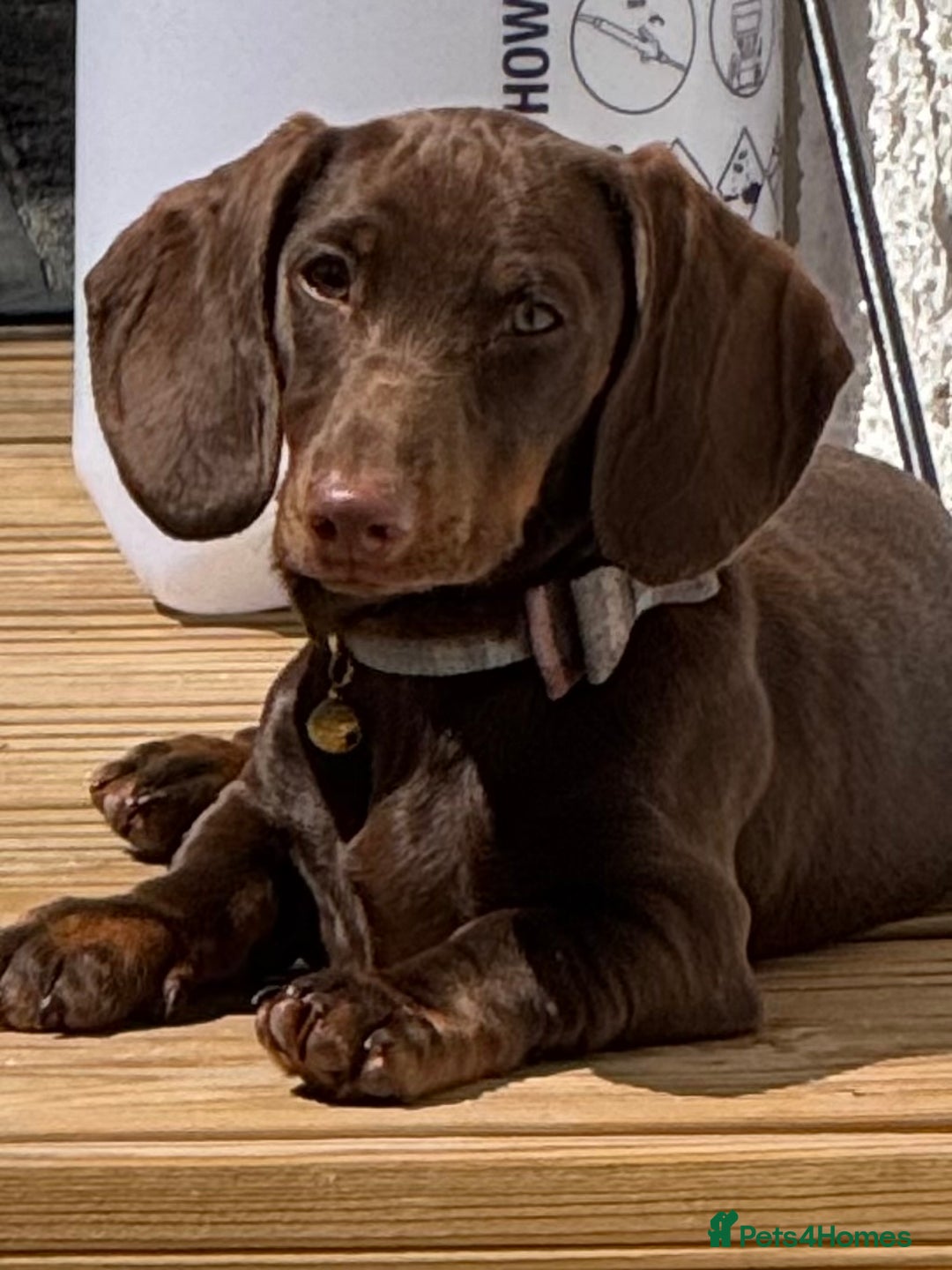 Miniature Dachshund dogs for sale: Bazil - Image 1