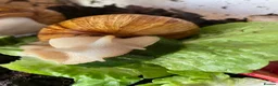 Snails invertebrates for sale: Giant African land snails in Chorley - Advert 3